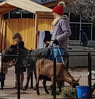 Denver's Fairytail Carriage Company