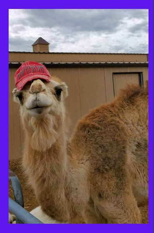 Mikey the camel at Denver's Fairytail Carriage Company
